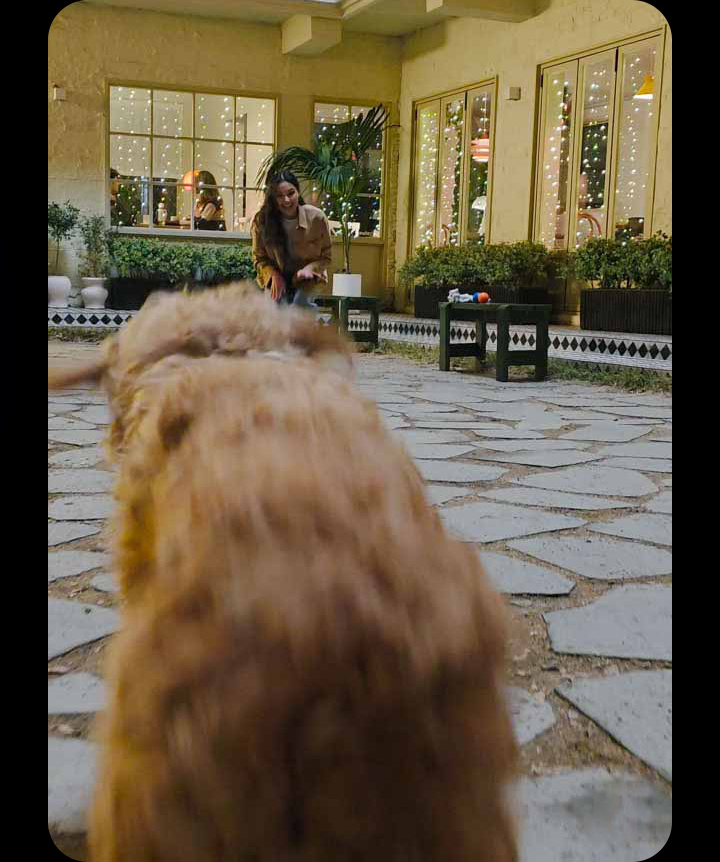 Footage is shot of a woman and her dog outside in the evening. The dog runs towards the woman and the footage is clear thanks to Galaxy S25 Ultra's camera.