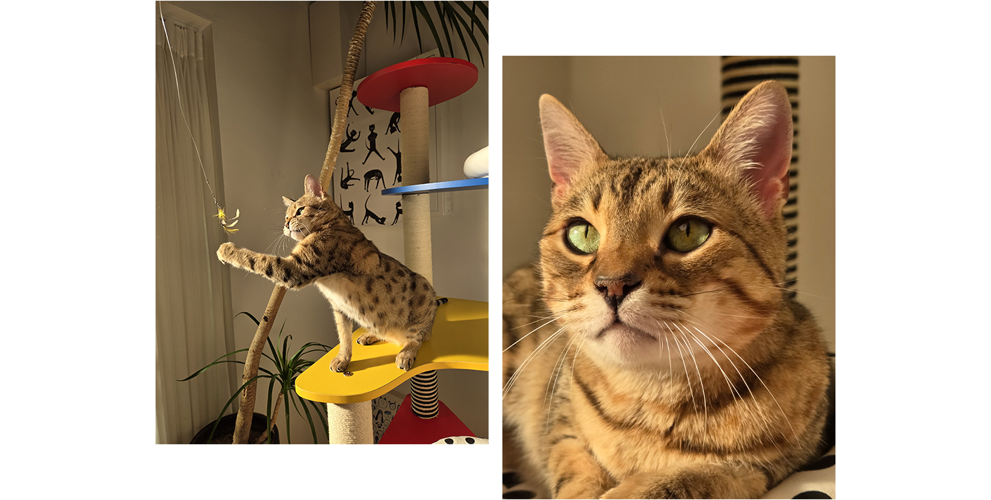 A cat is caught mid action with its paw in the air. Details are still vivid with minimal motion blur.
