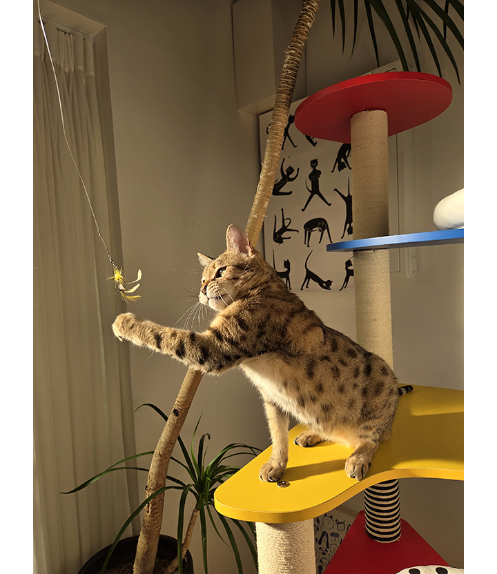 A cat is caught mid action with its paw in the air. Details are still vivid with minimal motion blur.